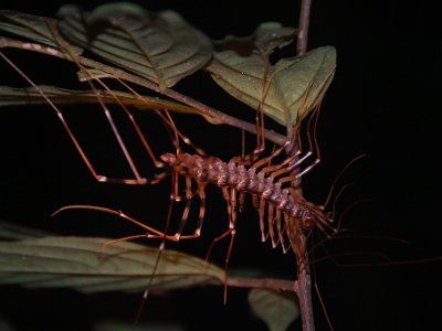 Cave centipede